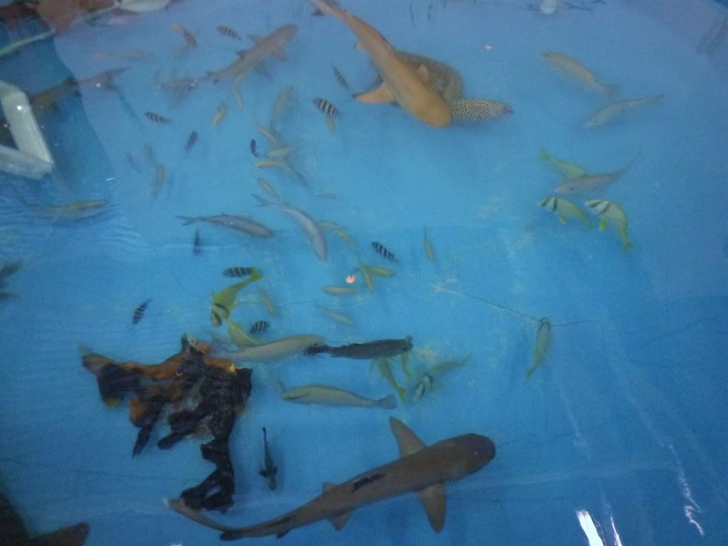 DSC00915_zps88b5e387.jpg