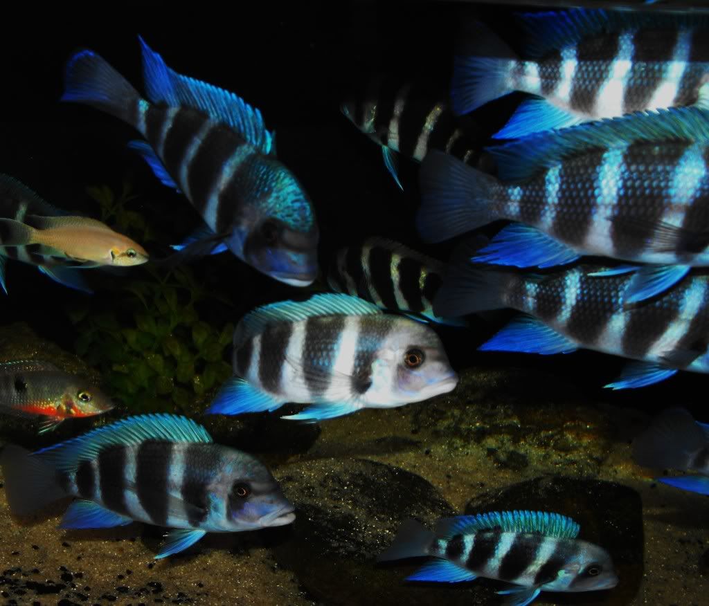 frontosaJune2009026.jpg