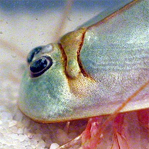 triops_4.jpg
