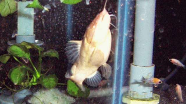 478-catfish-widemouth-albino.jpg