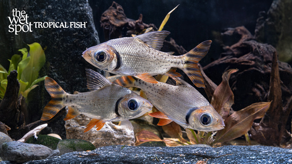 www.wetspottropicalfish.com