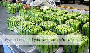 _1390088_watermelons300ap.jpg
