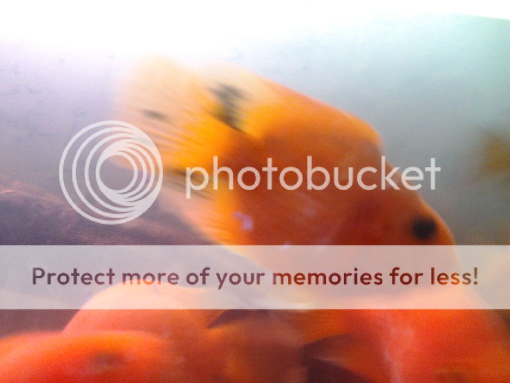 2011-11-08112900.jpg