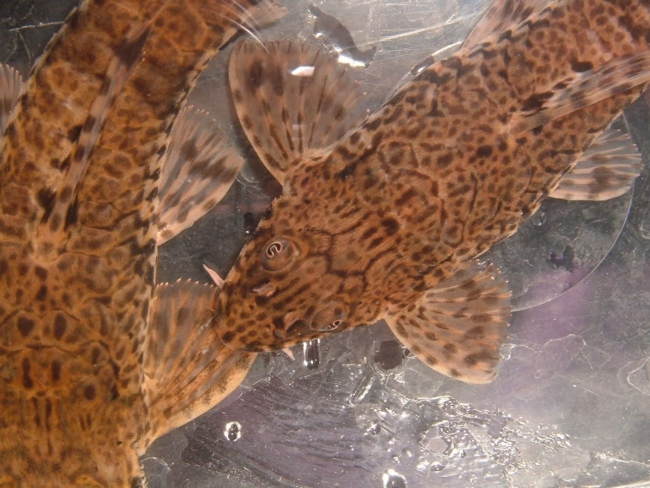 DSCF1074.jpg