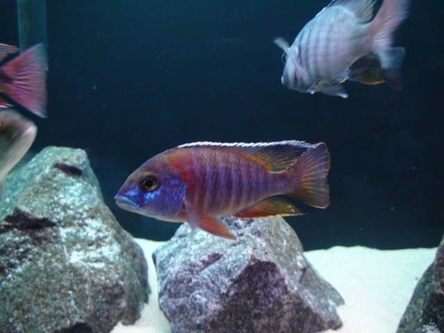 DSC01541.jpg