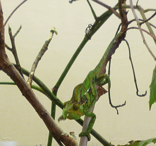 P1000116.gif