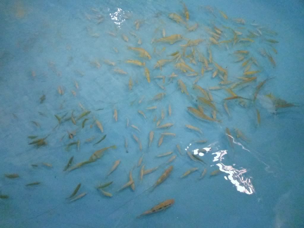 DSC01419.jpg