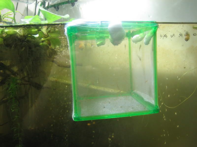 115ShrimpFarm.jpg