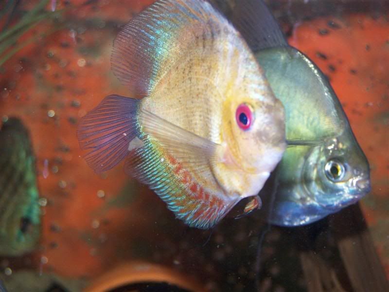 discus3.jpg