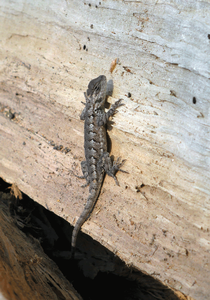 Fence-Lizard8.gif