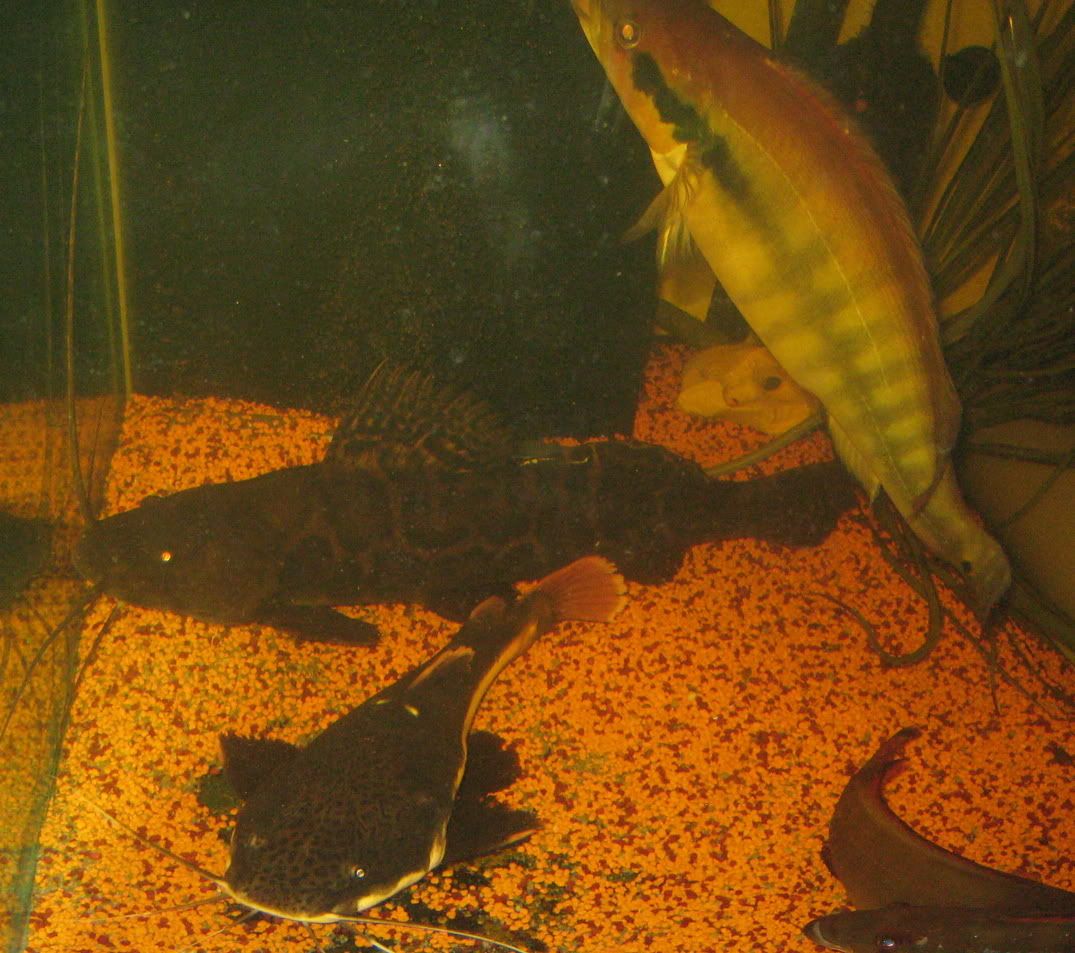 026_cr.jpg