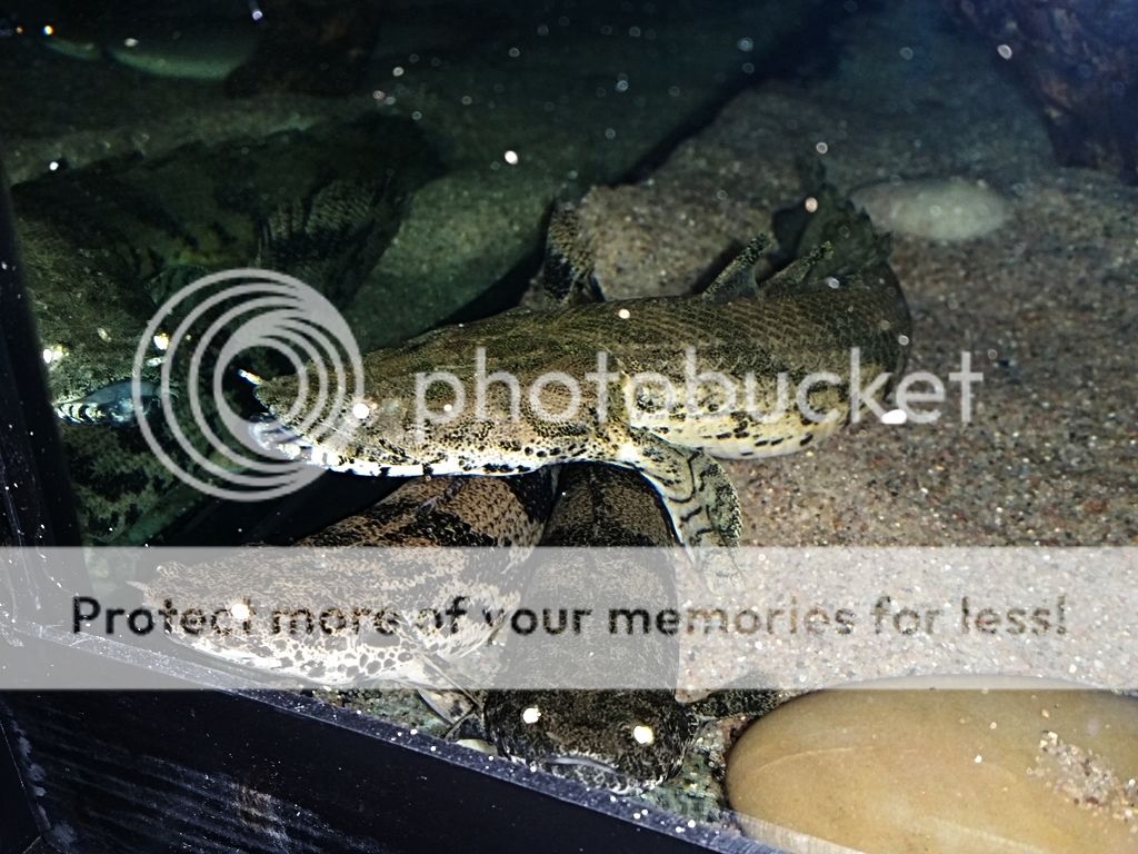 20160803_152831_zpsir1gbckq.jpg