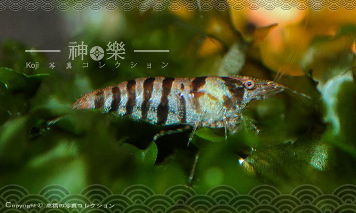 14_Jun_2016_Zebra001_zpsmbrjqrg7.jpg