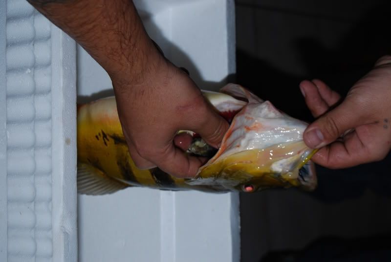 DSC_2388.jpg