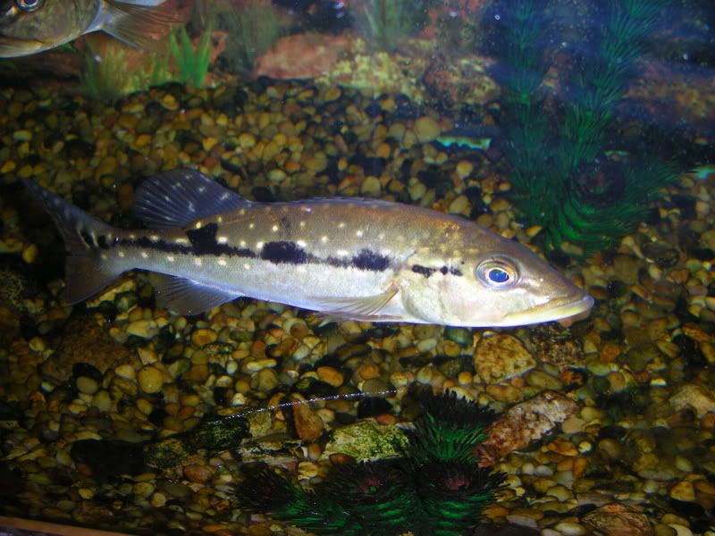DSCN1555.jpg