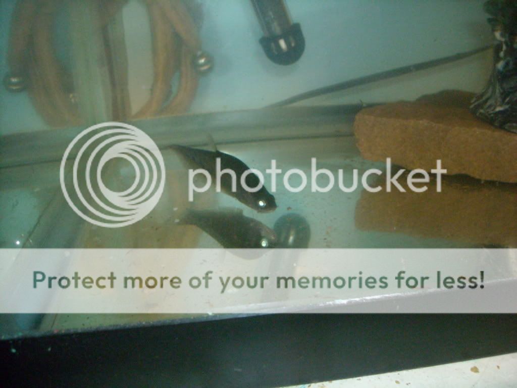 DSCN0618.jpg