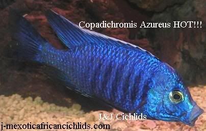 ShowAzureus.jpg