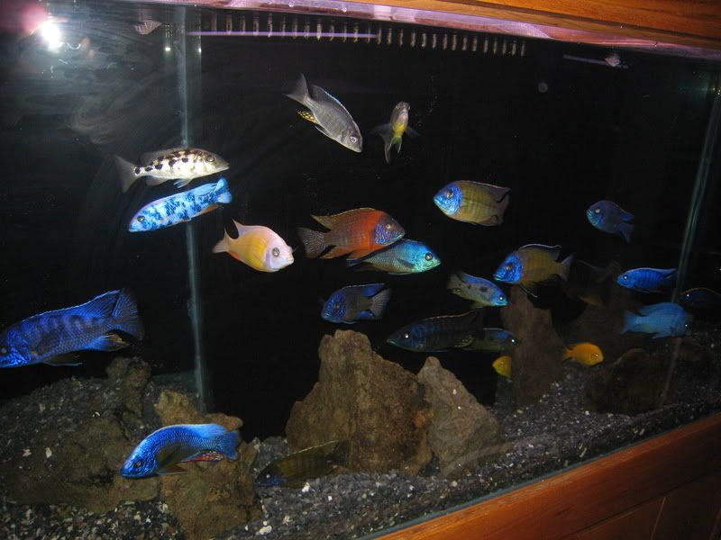 IMG_4236.jpg