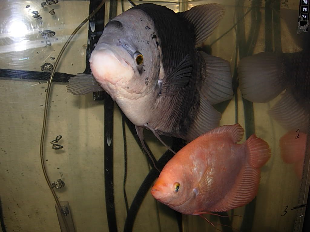 fishnoweed038.jpg
