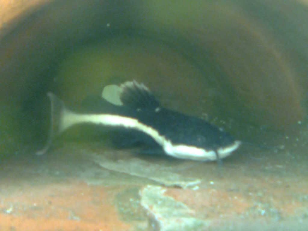 Image0109.jpg