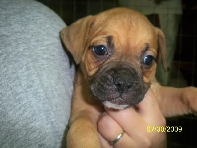 puppies028.jpg