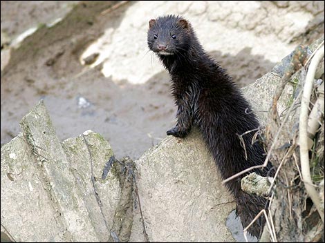 mink_470x352.jpg