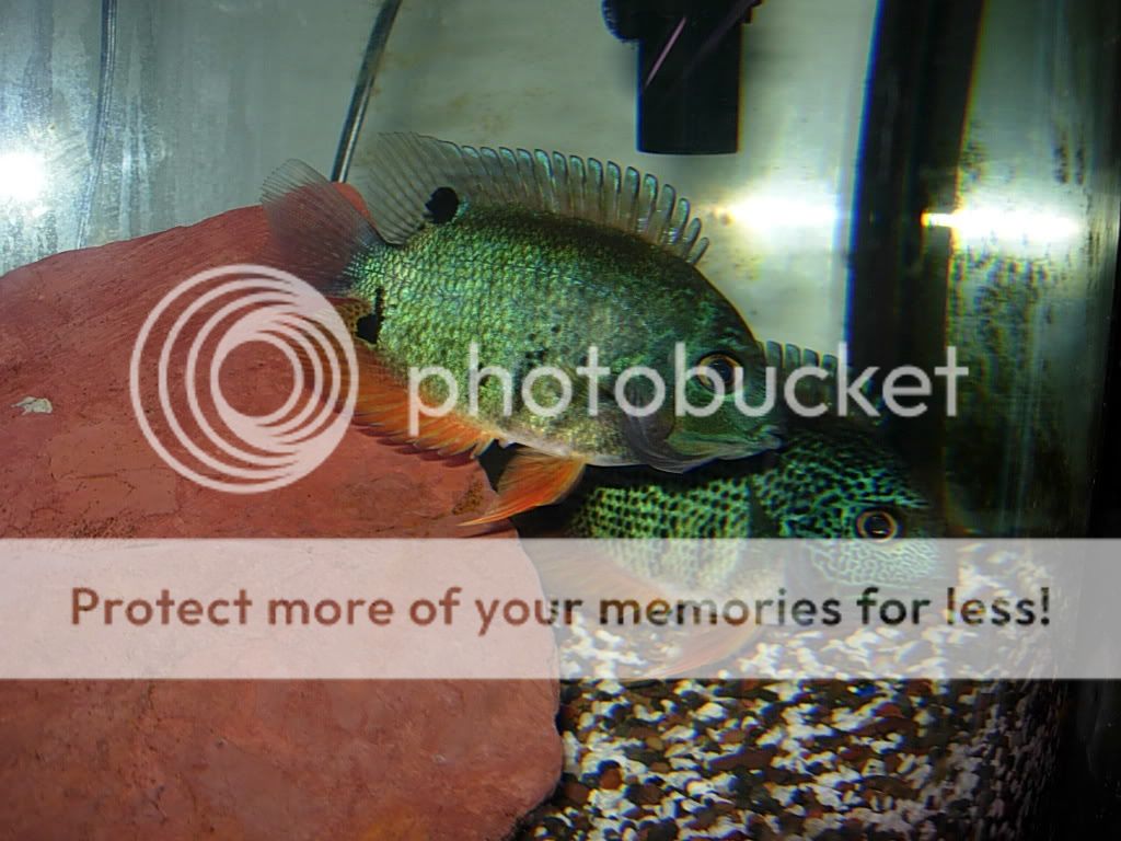 GarFish121007004.jpg