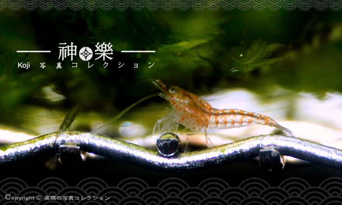 14_Jun_2016_Shrimplet003_zpsl85ownvr.jpg