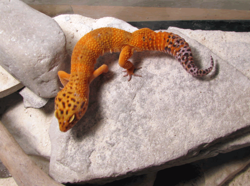 New-Tangerine-male6.gif