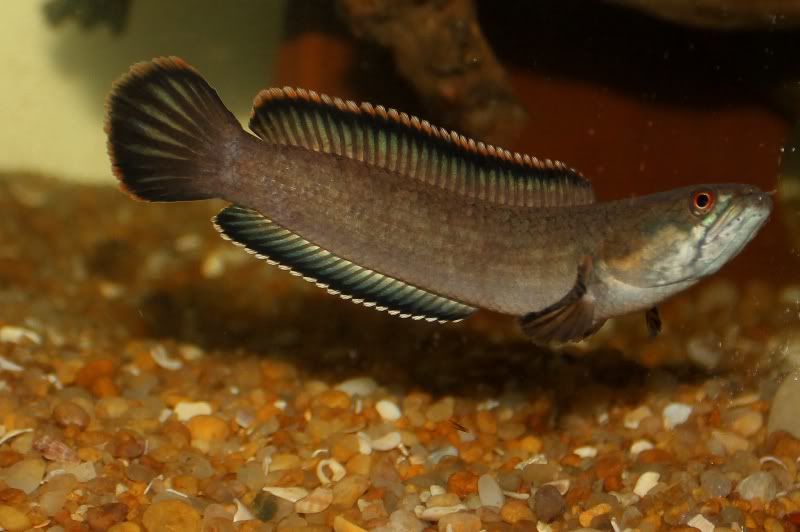 Claosfirebackmale-Copy.jpg