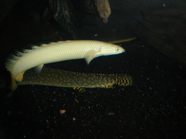 DSC07216.jpg