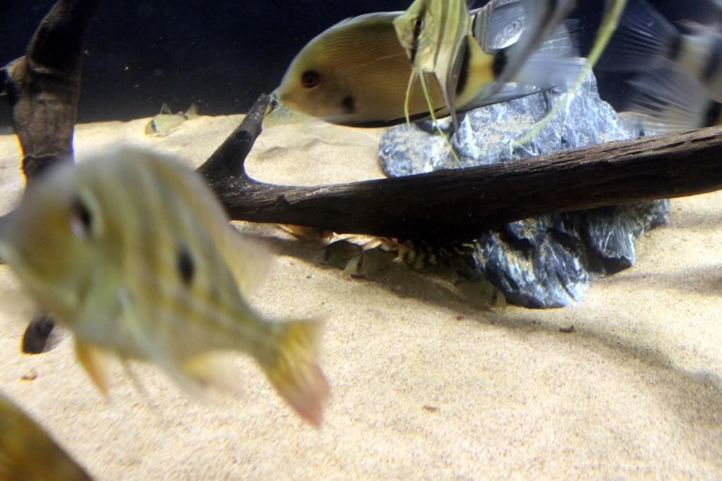 Corydorasmetae1.jpg