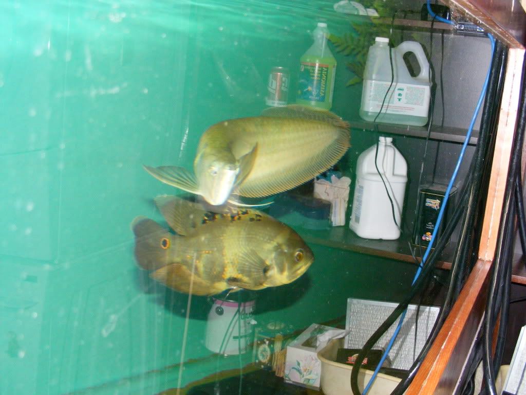 DSCF2686.jpg