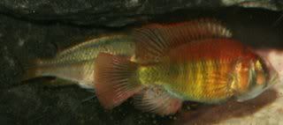 kyogaflameback.jpg