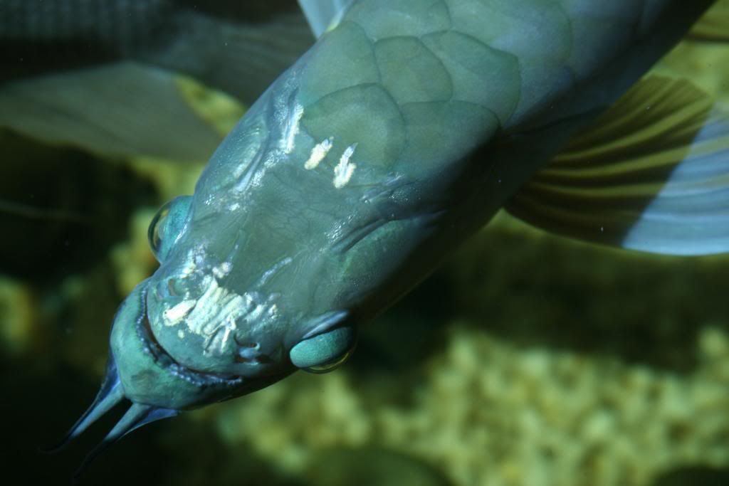 FishFishFish009.jpg