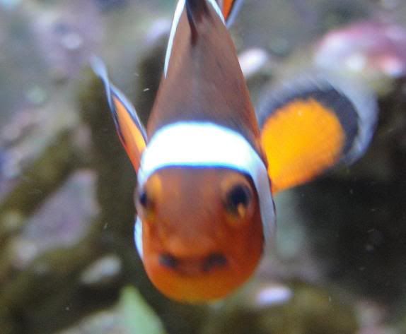 clownstache.jpg