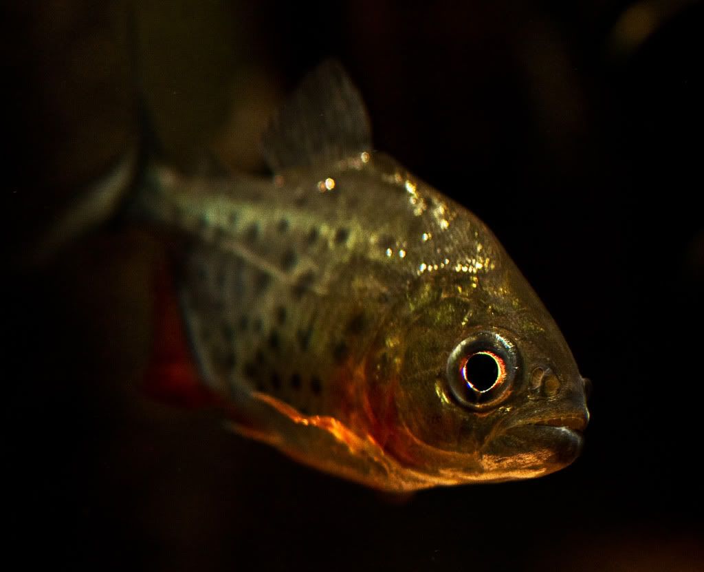 Macro_5.jpg