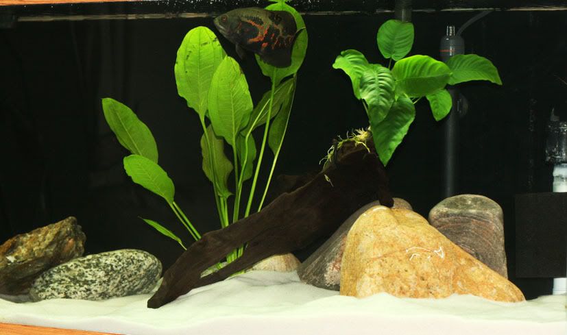 oscar6inchesplants038.jpg