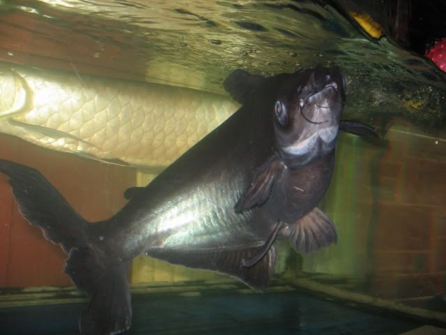 2011fjun02d.jpg
