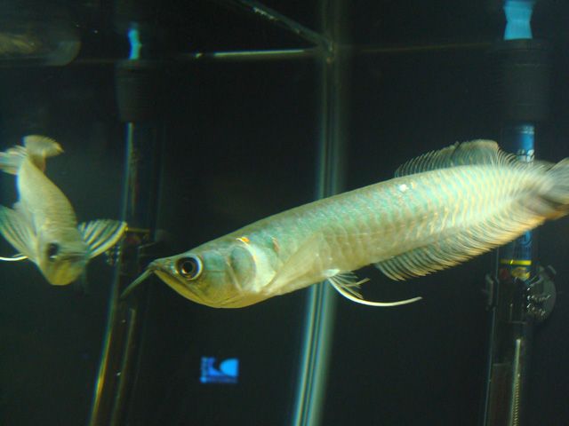 DSC02078.jpg