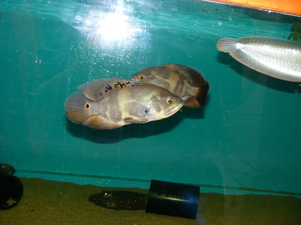 DSCF2673.jpg