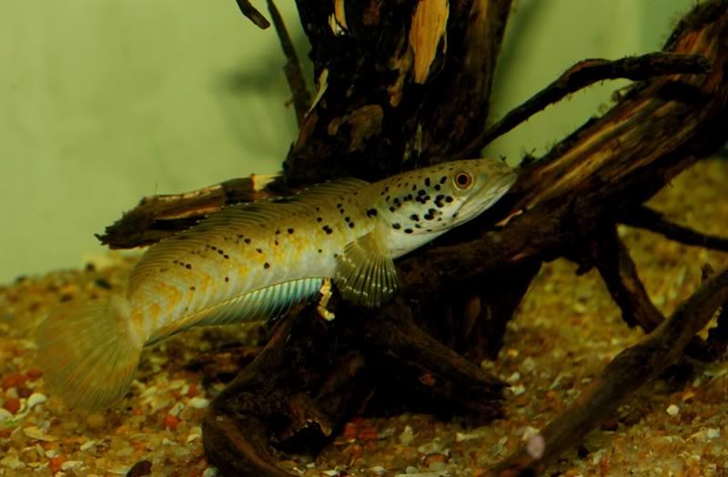 Cornatipinnis.jpg