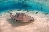 southern_stingray.gif