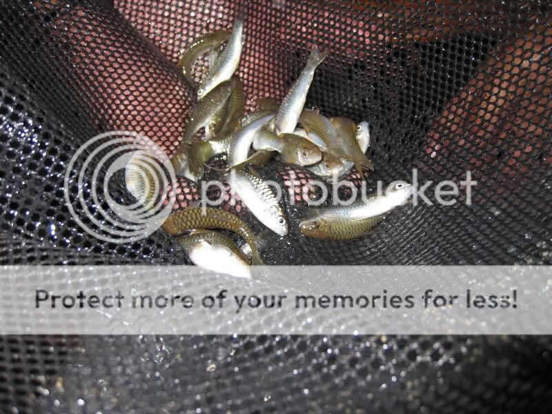 Fingerling.jpg