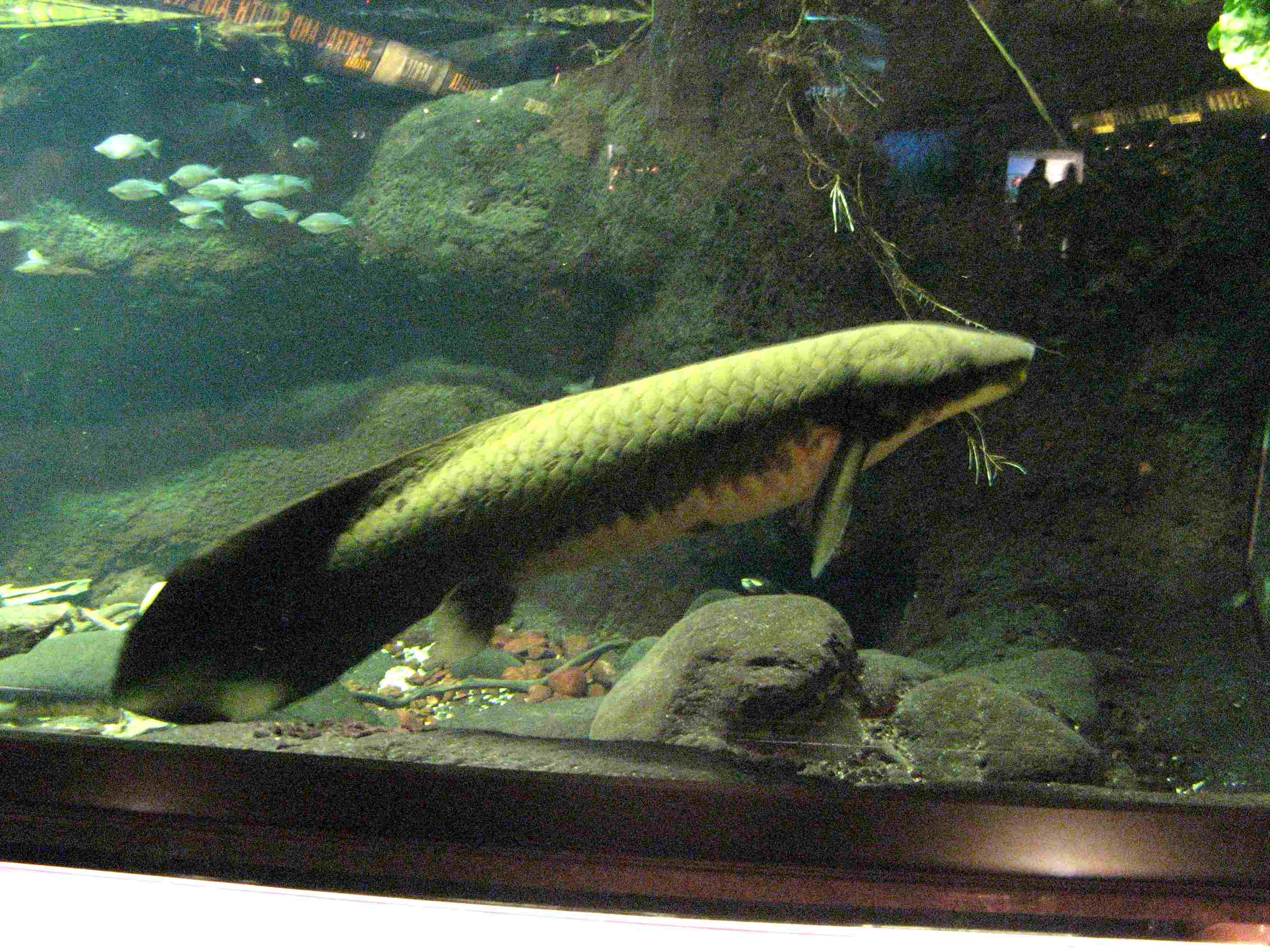 lungfish.jpg