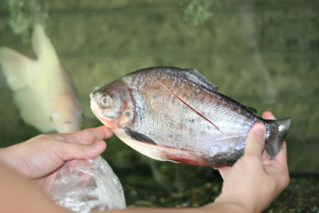 EKandPacu012.jpg