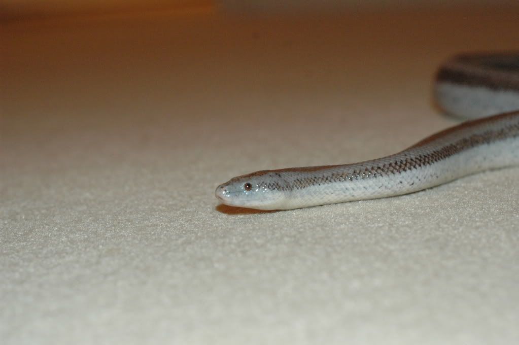 DSC_0518.jpg