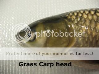 grass-carp-head.jpg