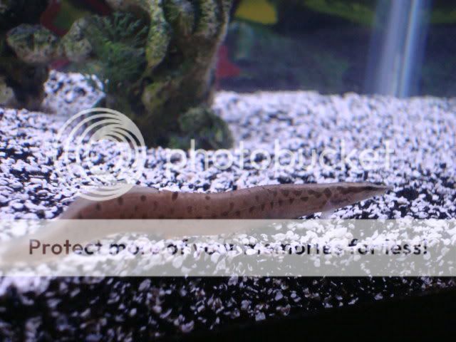 fish002.jpg