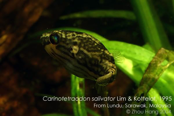 Carinotetraodon_salivator.jpg